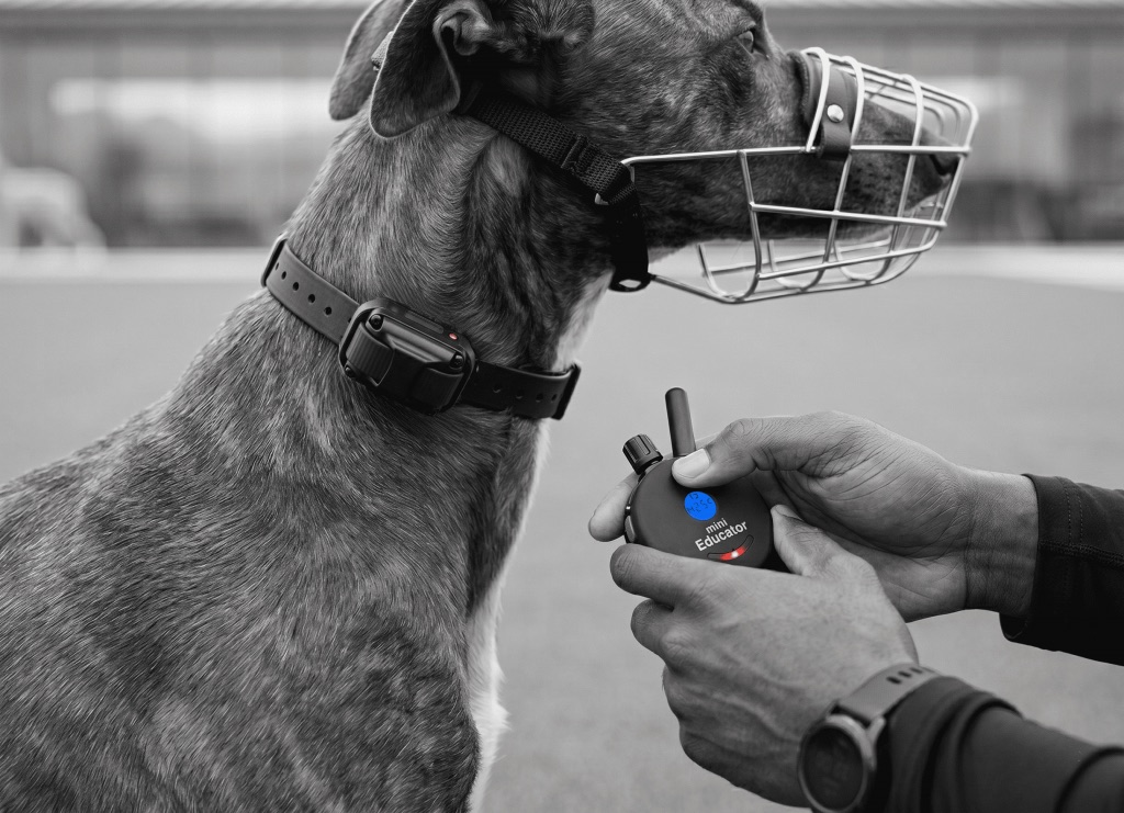 An e-collar, used only at a gentle individually-calibrated level for safe sighthound recall